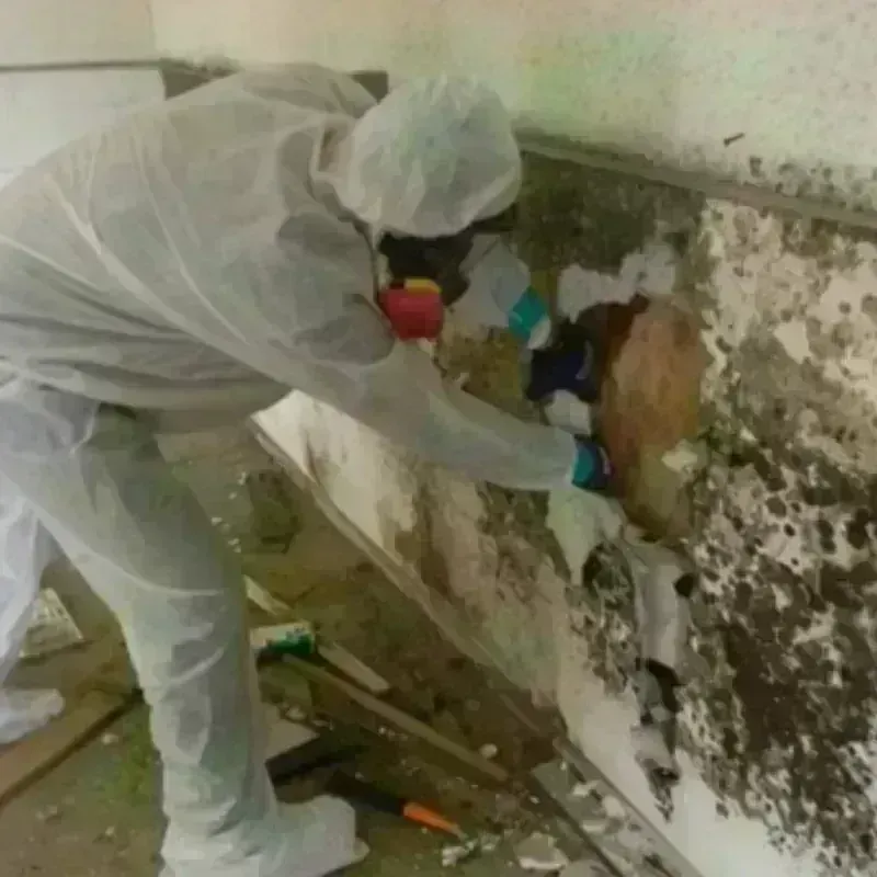 Mold Remediation and Removal in Swansea, IL